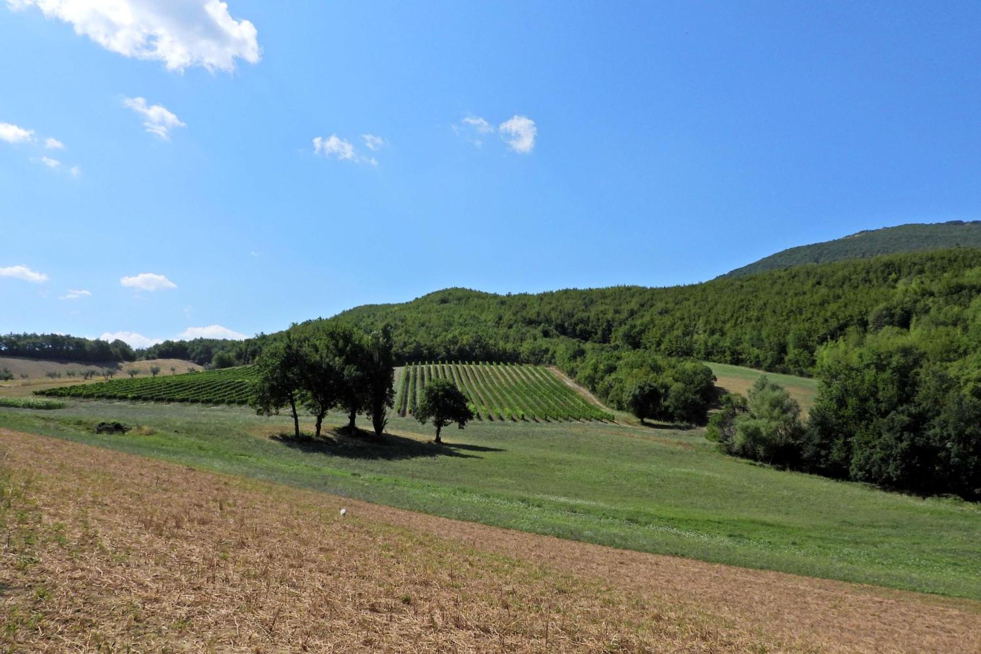 Agriturismo Colle Casini Cortesi Bed and Breakfast Caldarola Eksteriør billede